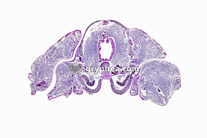 Néréis CT x4 - gryphea.org